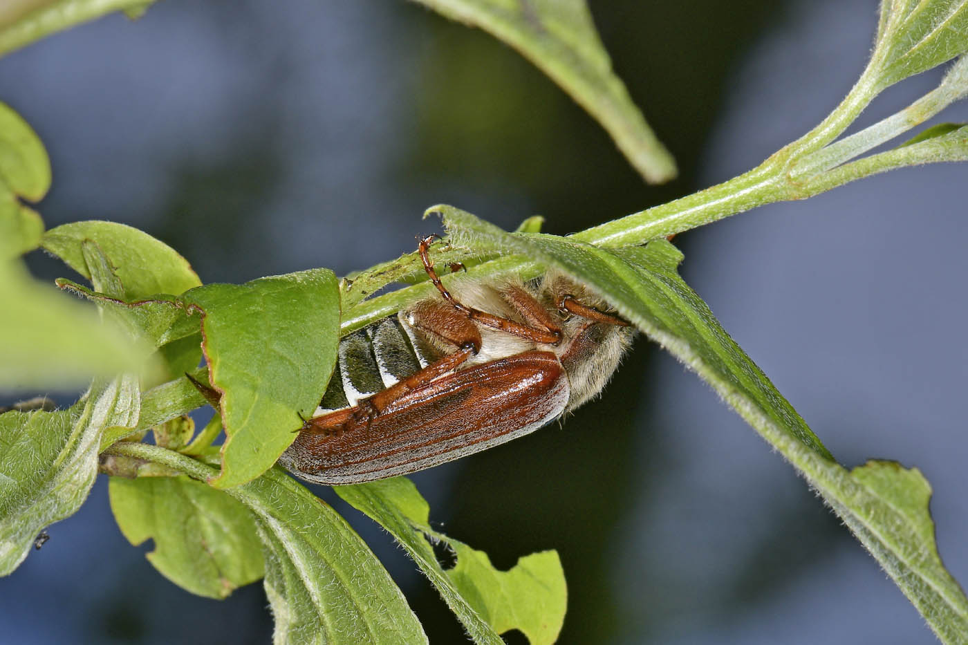 Melolonthidae: Melolontha melolontha, femmina.